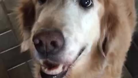 Dog reacts to her Cancer test results