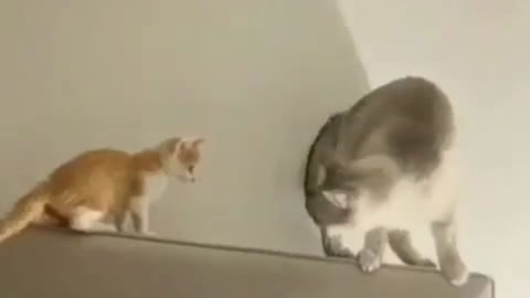 The funny slapped the little cat like this