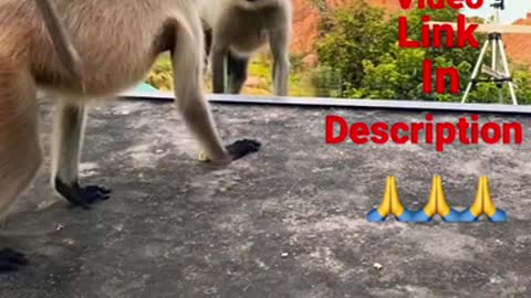 Mirror prank for monkey