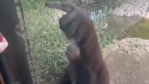incredibly intelligent orangutan asks visitors to share gummy snacks