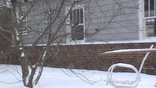 Okie Backyard Bird Blizzard 14FEB2021