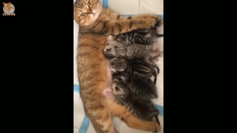 Mommy Cat Care😍