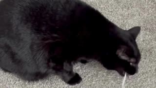 Adopting a Cat from a Shelter Vlog - Cute Precious Piper Chews on Her Toy #shorts