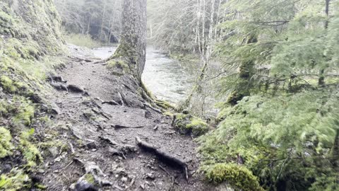 Hiking the Old Growth Rainforest to Shoreline of Salmon River – Mount Hood – 4K