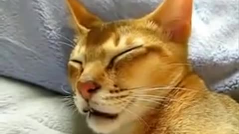 MUST WATCH! Weird Cat Sleep Talking