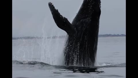 Humpback Whale Jumping Out of Water