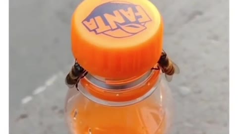 these two bees just opened up my fanta drink!unbelievable