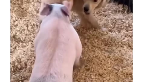 Dog and pig friendship | funny video | watch till the end.😂