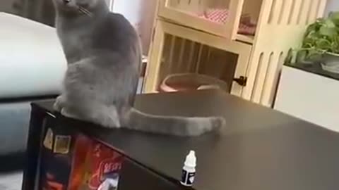 Funny cat play with small bottle
