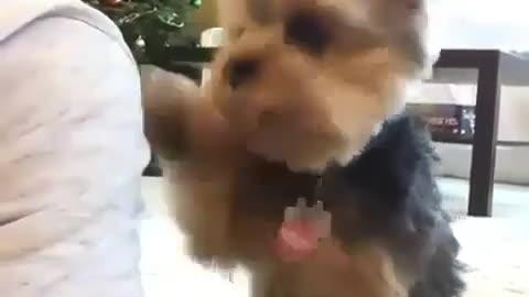 small puppy dog playing with his owner