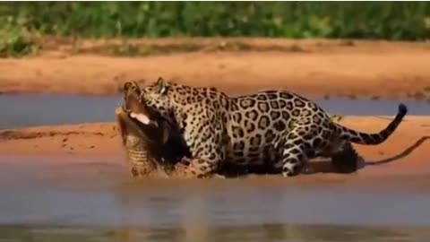 a tiger eating a crocodile wonderfully