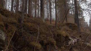 low-angle-view-of-mountain-forest