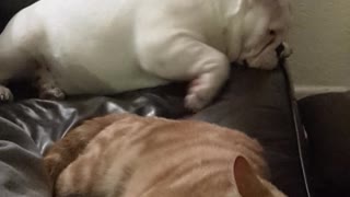 Jealous puppy just can't accept cat's attention