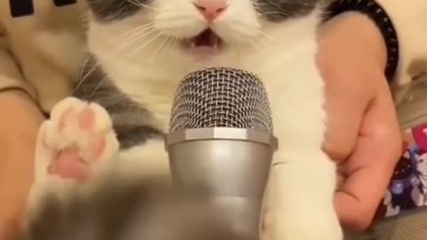 Cat angry sound