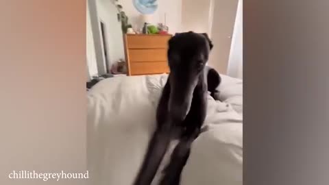 Funny animal video 😅😅😅