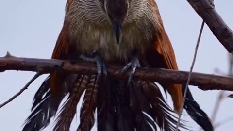 THE BEAUTIFUL WHITE BROWED COUCAL~CALLED THE ‘RAINBIRD’ DUE TO IT’S REPUTATION OF BEING ABLE TO PREDICT IMPENDING RAIN