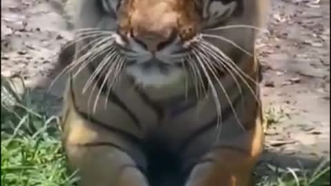 cute tiger meow XD