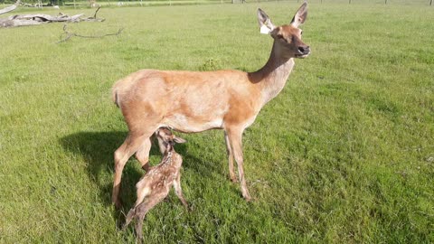 Red deer fawn