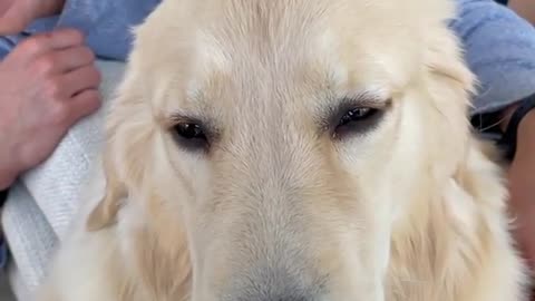 That face - Maggie, the golden one, loves to scratch her head. : D