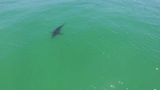 Flying with a Great White Shark