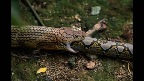 King cobra amazing facts second one will blow your mind