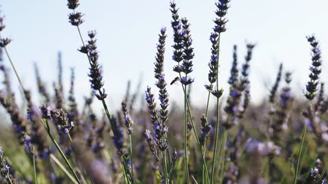 Bee pollinating on lavender in field during sunny day