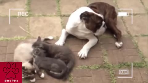 Dog saves Cat True Best Friends 2021