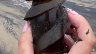 Horn shark egg