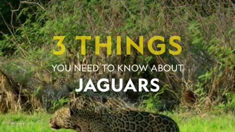 All about the epic jungle jaguar 🐆 #short