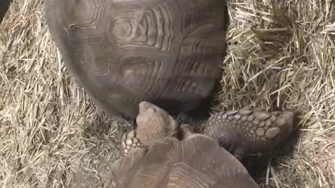 Two turtles