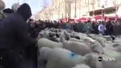 Thousands of sheep march down avenue in Paris ||