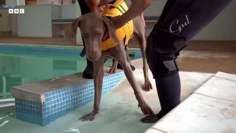 Anxious Dog Goes Swimming For The First Time Wonderful World of Puppies BBC Earth