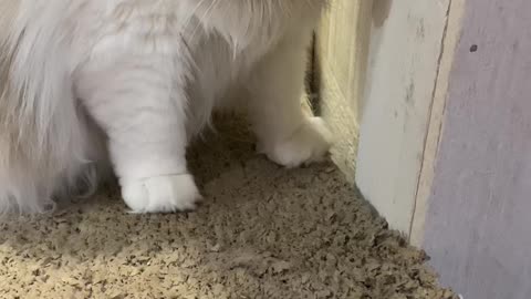 The cat opened a hole in his room and wanted to play with the other cat