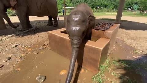 Baby Elephant Wan Mai Daily Routine - ElephantNews