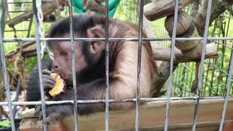 Monkey Thief! A Capuchin Monkey Steals a Granola Bar