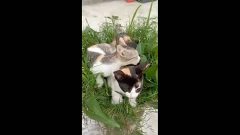 Love of two little cat