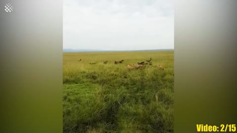 Lions do not abandon their own in trouble - lionesses against hyenas