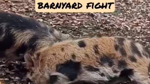 Barnyard Fight on the Homestead