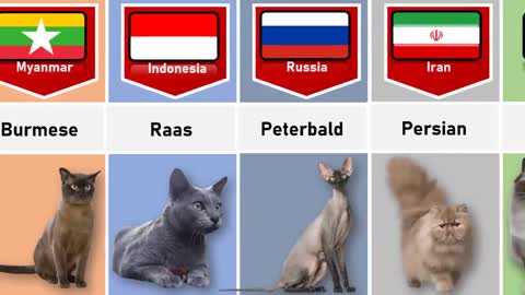 CAT FROM DIFFERENT COUNTRIES | Country By Cats Listing