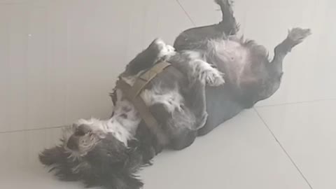 Dog howls at cuckoo clock while lying on back
