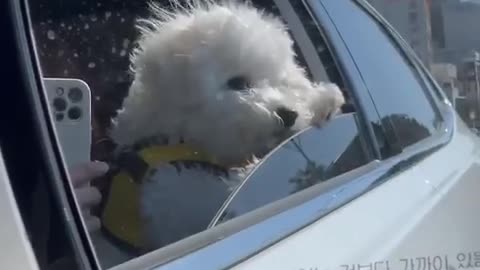 Cutest dog chilling in a car