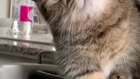 Funny cat catches the water drops