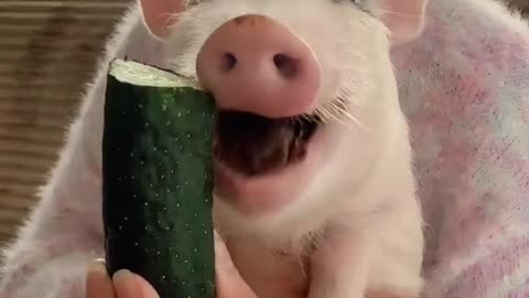 Here comes foodies - piggy having a treat