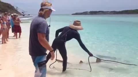 Shark Wrangling on the beach in the Bahamas