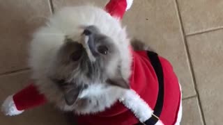 Santa paws