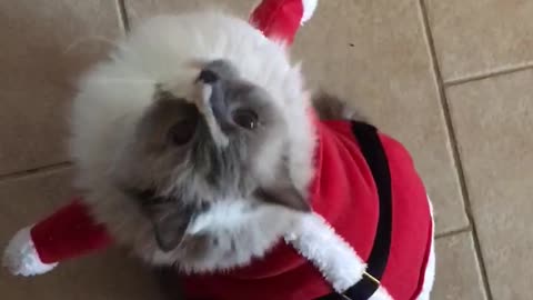 Santa paws