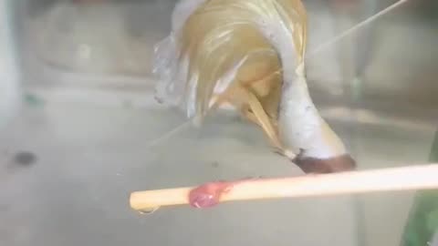Fish Feeding l Worms