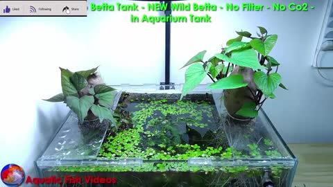 Sweet Potato Betta Tank - NEW Wild Betta - No Filter - No Co2 - in Aquarium Tank
