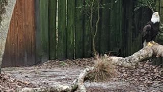 Crested Caracara and American Bald Eagle both symbols 3/5/24