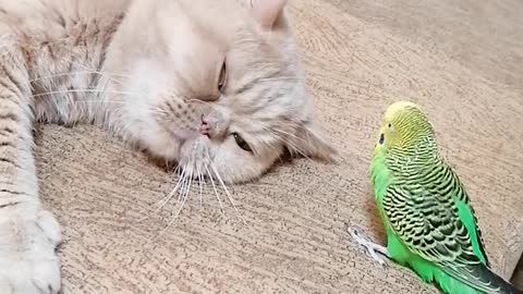 Pesky Parrot Won't Let Cat Best Friend Take A Nap